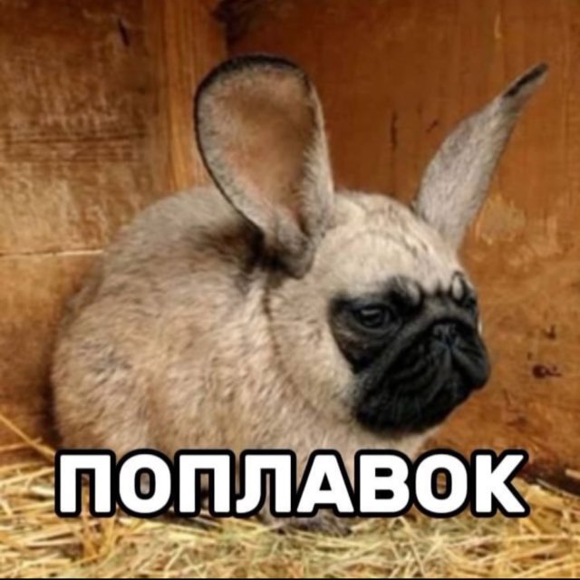 фенозиярость архив
