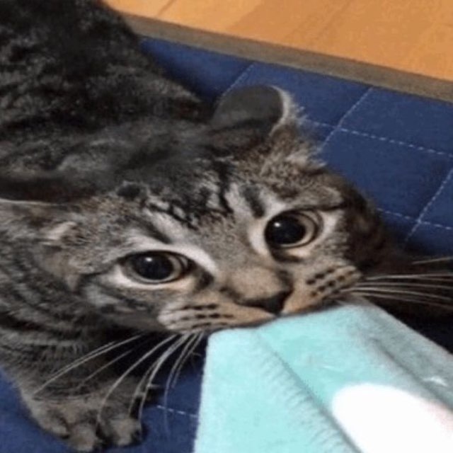 коклюш мяу
