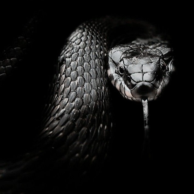 Midnight Cobra