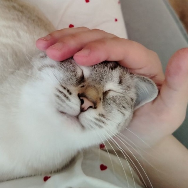 Кошка Антошка и Скуф