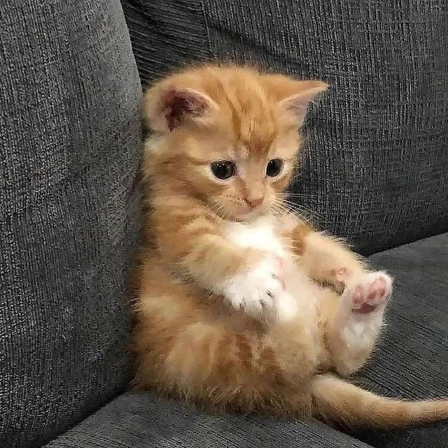 [РЕСТ + ИВЕНТ] Блог про котика