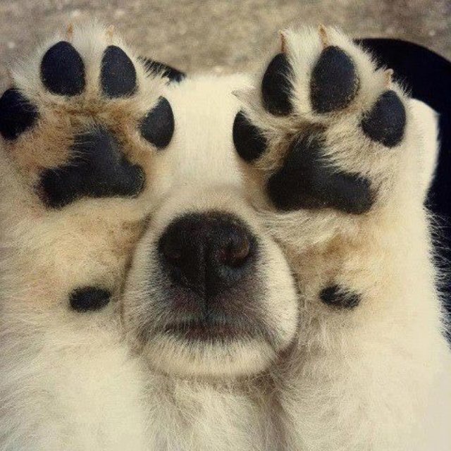 swirlpaw