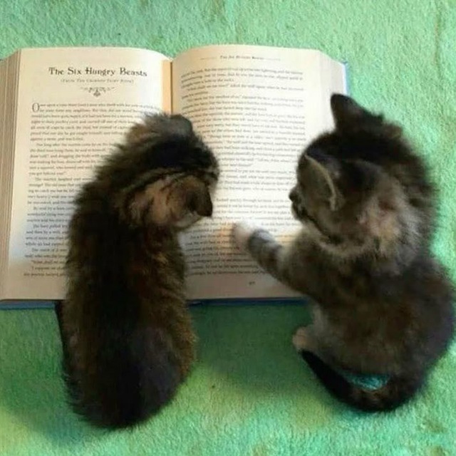 катион переводит📖