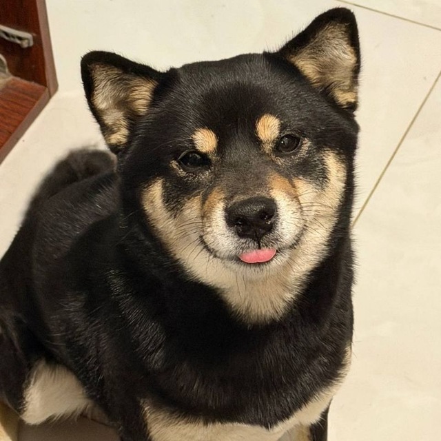 ㅤ宠物 | 𝗣𝗘𝗧𝗦 𝗖𝗙 + 𝗱𝗮𝗶𝗹𝘆 🐕