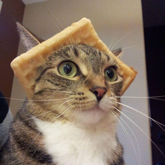 котямбусы