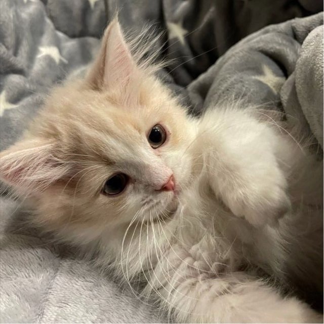 kitten's home 🐈