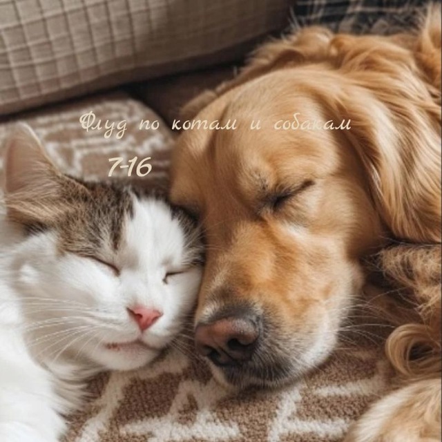 ❗ИНФО❗ɸλγϫ πσ κσᎿɑɱ Ϟ ɕσҕɑκɑɱ 🐶🐱