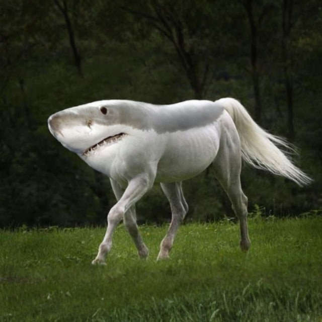 shorse portal