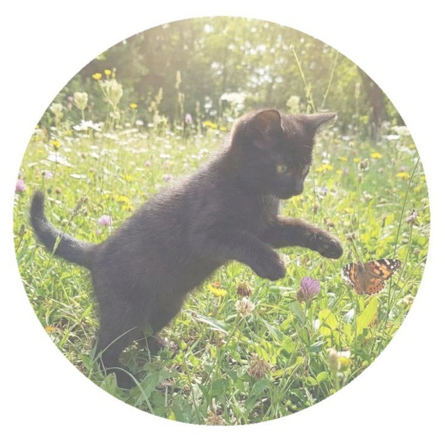 Закрыто 𝆺𝅥 𝆭 . ᴋᴏᴛᴇᴋᴇ ᴋᴀнɸиɯᴇн + дᴇйᴧи 🐾 . . . z ᶻ