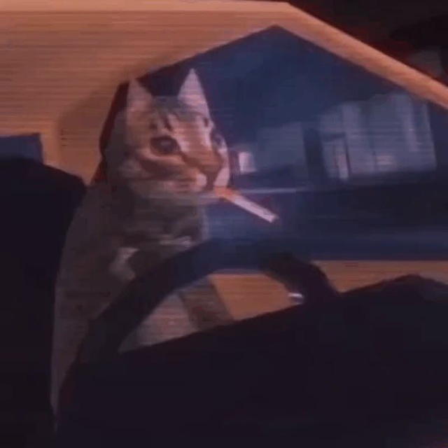 𝘤𝘢𝘳𝘱𝘦𝘵.
