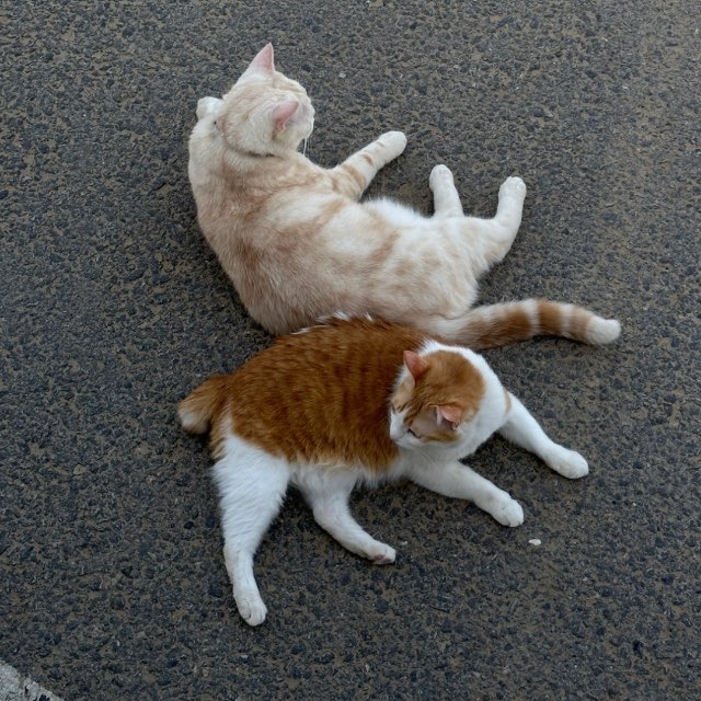 Мяумяу и Фейфей